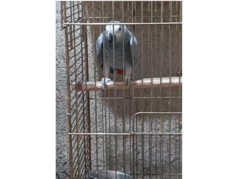 Jako dişi erkek mevcut safkan kaliteli yavruları