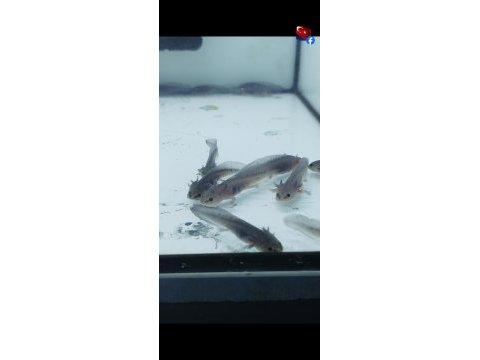 Axolotl 5 6 7 cm
