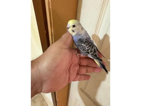 33 günlük konuşturmalık bebek muhabbet kuşlar