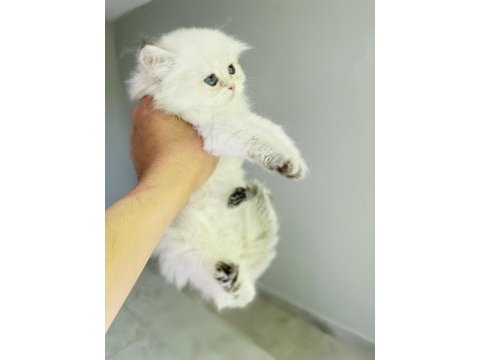 Ay 1133 british longhair dişi