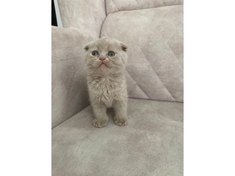 Ayı surat top kafa fawn rengi dişi bebiş scottish fold