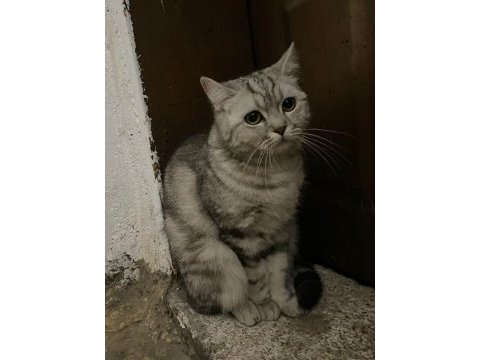 British shorthair dişi