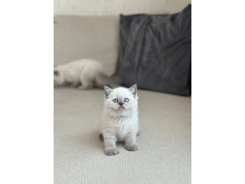 Oyuncu blue point safkan british shorthair yavrum