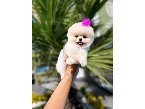 Orjinal pomeranian boo