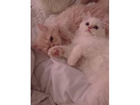 Dünya tatlısı persian