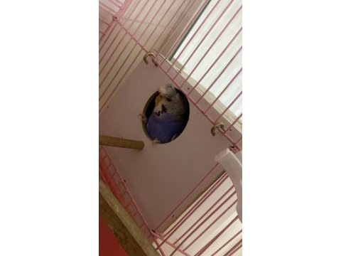 Hazır çift muhabbet kuşu isteyene