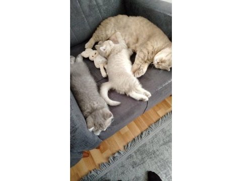 3 aylık british shorthair dişi kedimiz