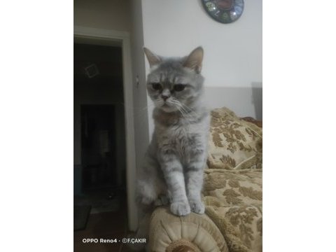 Dişi british whiskas 2 yaşında