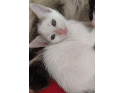 Bebek kedinin sonu barınak olacak