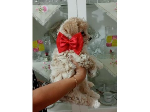 Cici kızlar maltipoo