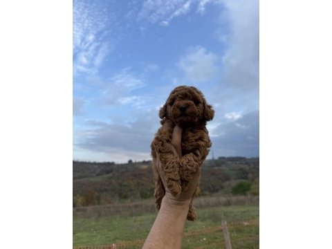 Red brown kore poodle