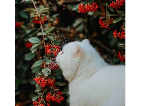 2 yaşında oğlumuzu sahiplendirecez british shorthair