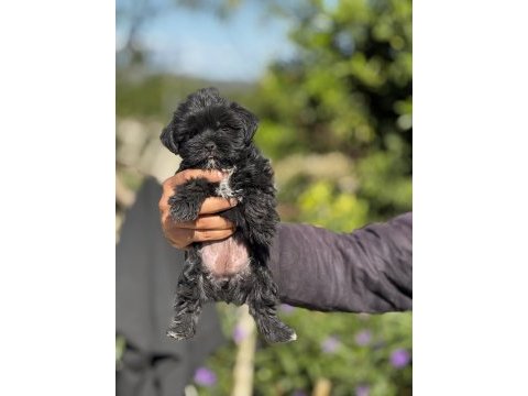 Morkie yavrular