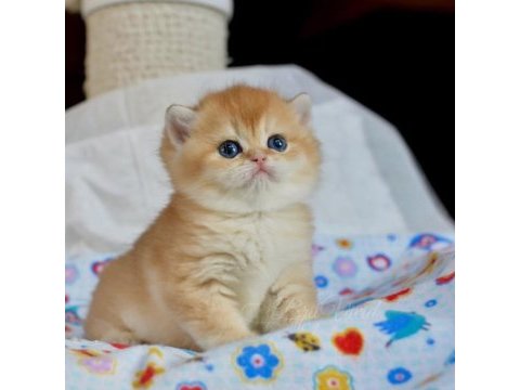 Sevimliliğin zirvesi golden british shorthair  