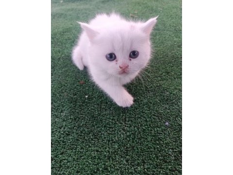 Asıl bebek kediler