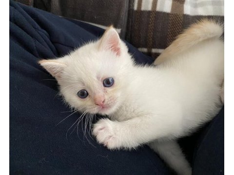 British shorthair dişi yavru yeni yuvasını arıyor