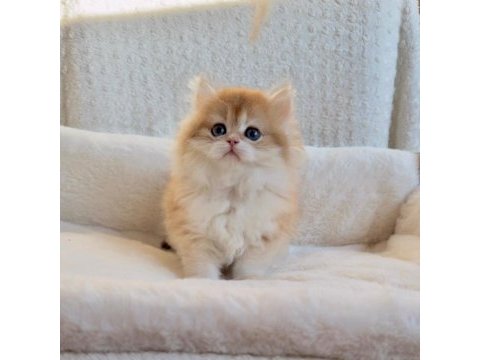 Blh 2 aylık erkek british longhair
