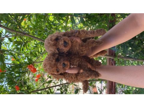 Toy poodle bebekler