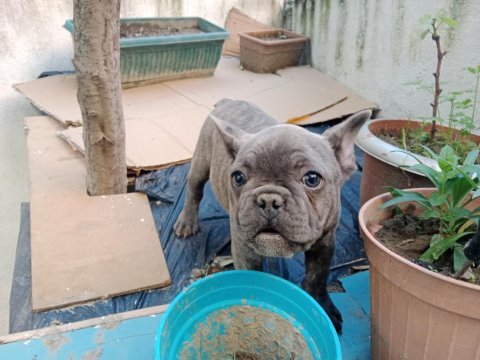 Evcil fransız bulldog