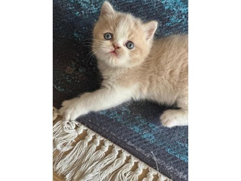 Harika bir çocuk kedimiz