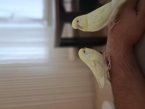 Albino erkek kirmizi goz disi damizlik muhabbet kuşu