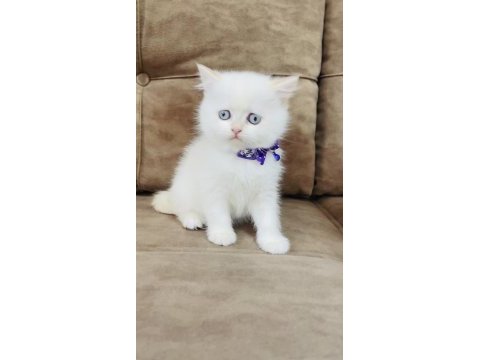 By1133 british shorthair erkek