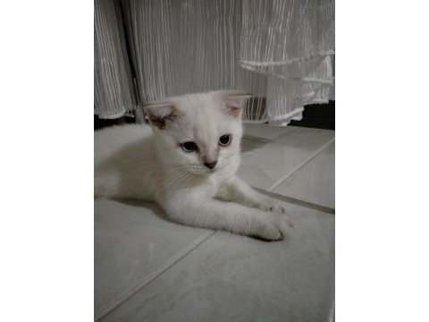 Scottish fold kızımız yeni ailesine kavuşmayı bekliyor