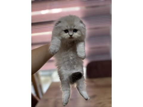 Scottish fold yeni yuvaları için hazırlar