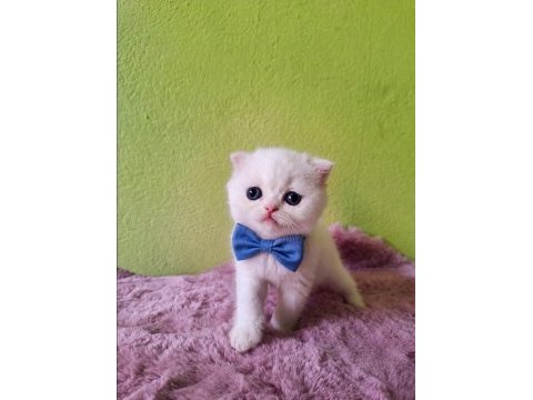 Scottish fold kedisi