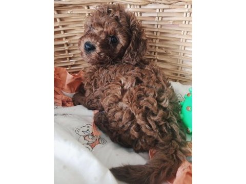 Toy poodle red brown