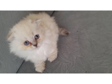Coco dişi british longhair