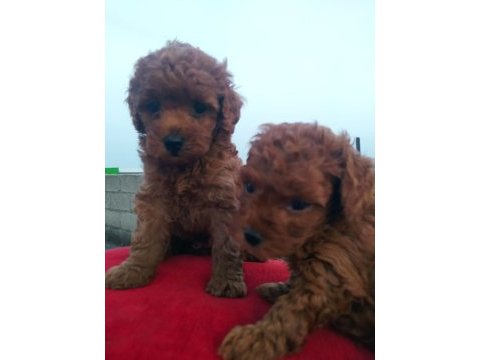 Bir avuç mutluluk poodle