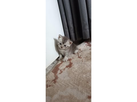 Kedimiz çakırı sahiplenir misin