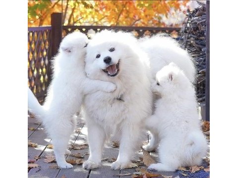 Kar beyaz samoyed yavrular