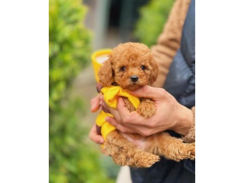 Arı maya poodle