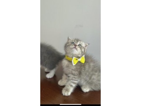 Yavru prenses scottish fold