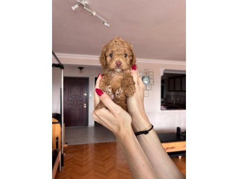 Maltipoo bebeklerim