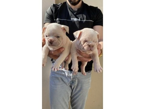A kalite french bulldog yavruları