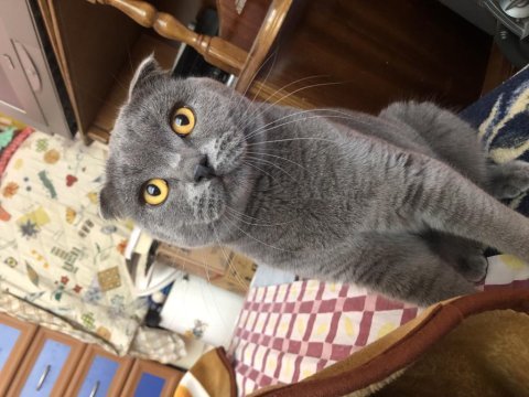 Scottish fold oğlumuza gelin arıyoruz