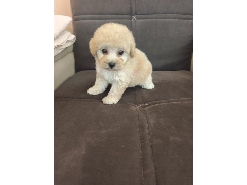 Anne altından apricot poodle bebek
