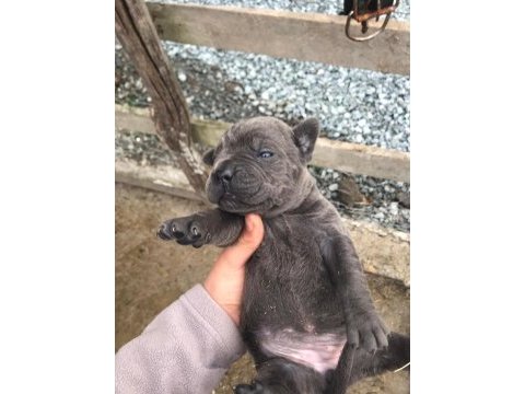 Cone corso blue dişi 3 aylık
