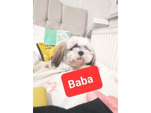 Safkan shih tzu