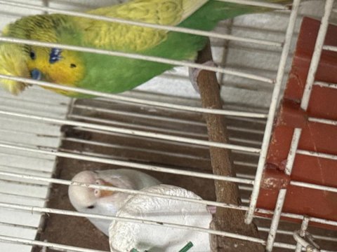 Tepeli kumbara ve albino takım muhabbet kuşu