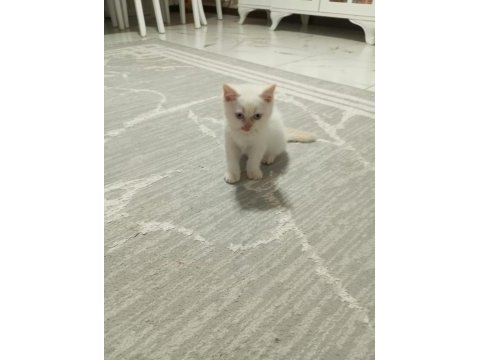British shorthair point bebekler