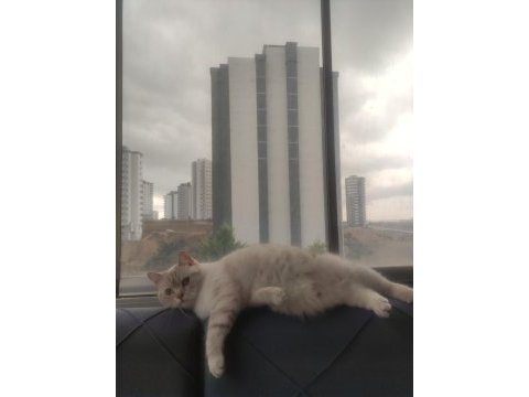 Ücretsiz sahiplendirme 3 yaşında british shorthair