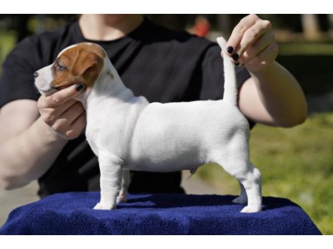 Fcı (kıf) şecereli safkan kısa tüylü yavru jack russell