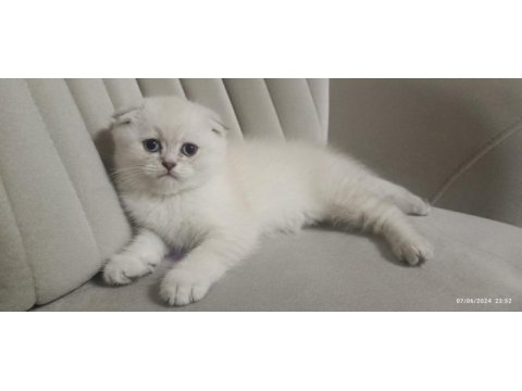 Scottish fold erkek