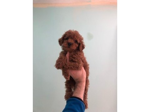 Poodle yavrumuz