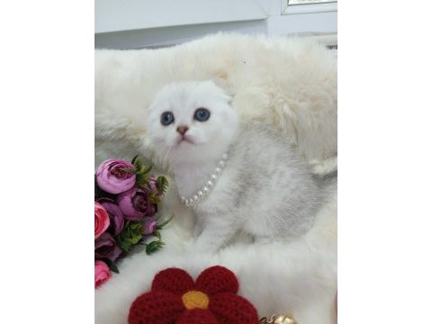 Safkan scottish fold ve straight yavrular catteryden