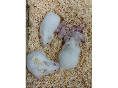 Her renkte gonzales hamster mevcut